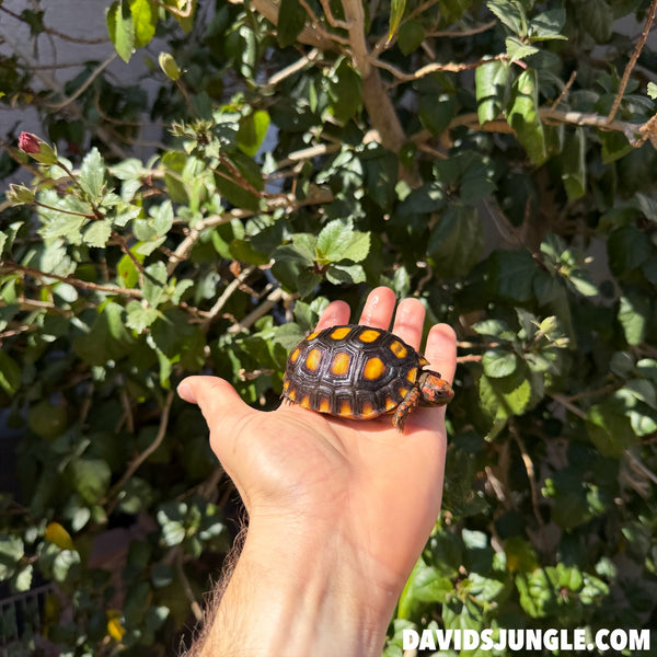 Well Started Cherryhead Tortoise #CO1