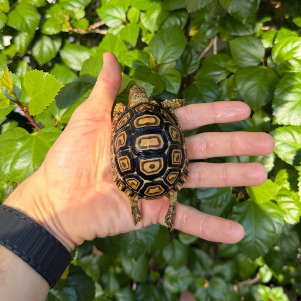 Leopard Tortoise #L1