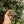 Load image into Gallery viewer, Well Started Marginated Tortoise #M1
