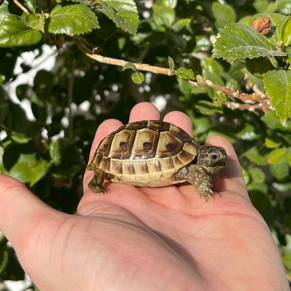 Ibera Greek Tortoise #I2