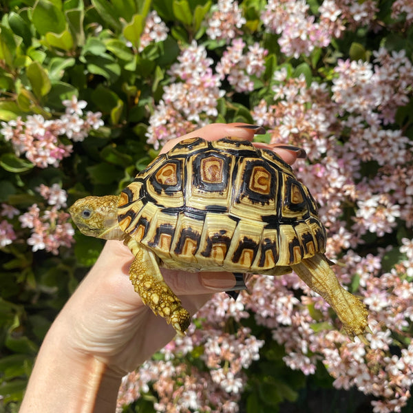 Leopard Tortoise (Pardalis Babcocki)  #L5