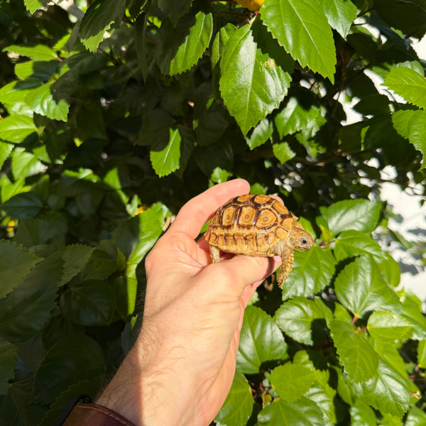 Leopard Tortoise #L3
