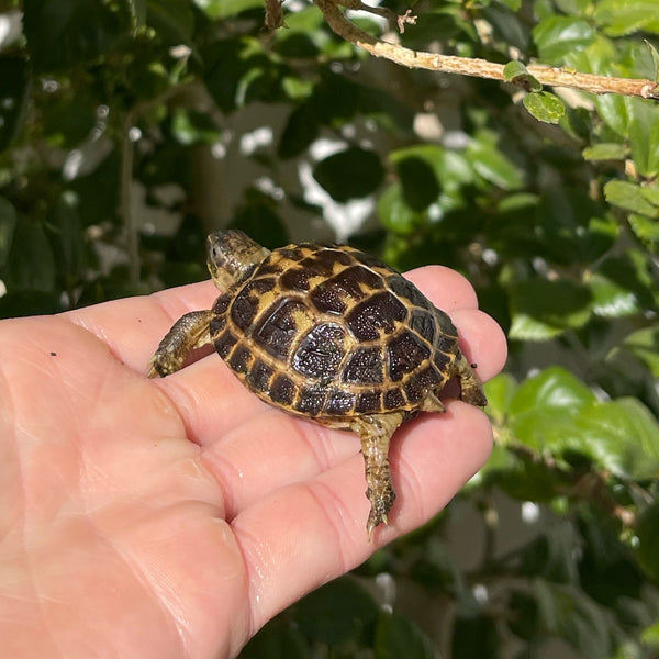 Russian Tortoise #R1