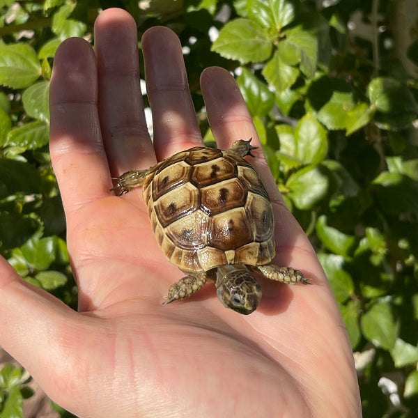 Ibera Greek Tortoise #I2