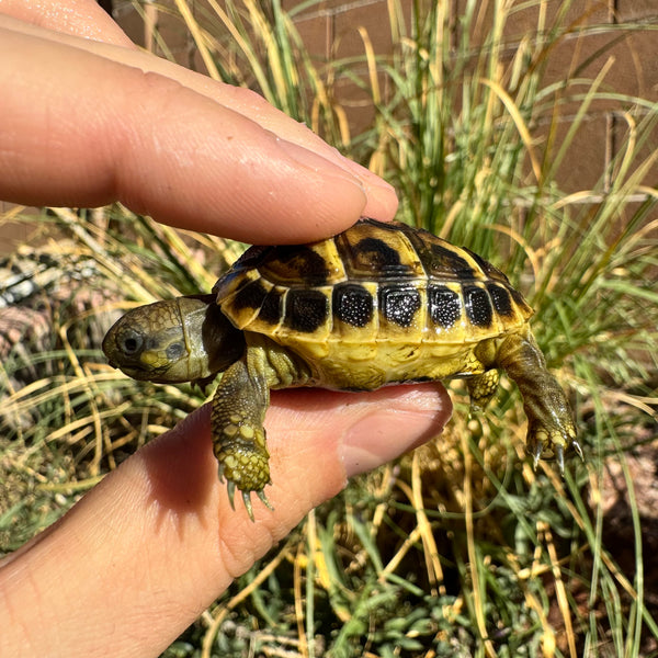 Western Hermann’s Tortoise #W3