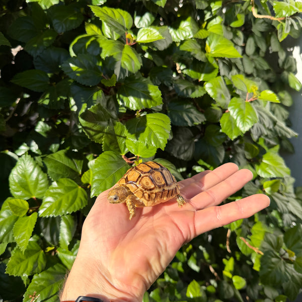 Leopard Tortoise #L3