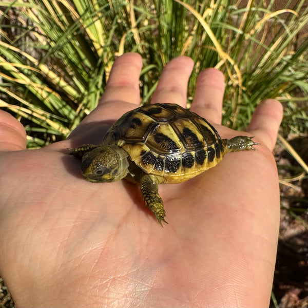 Western Hermann’s Tortoise #W3