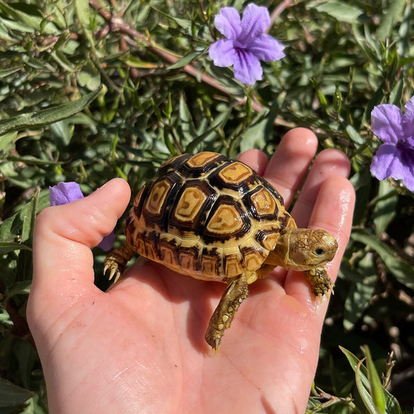 Leopard Tortoise #O5