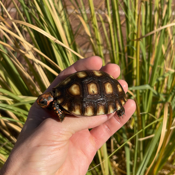 Cherryhead Tortoise #C1