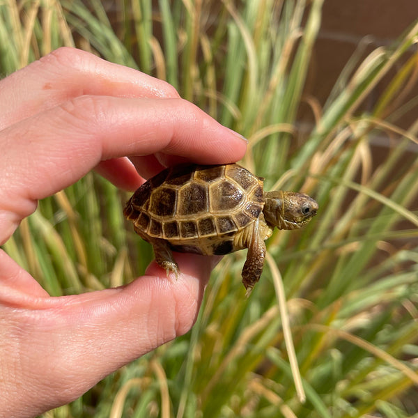 Split Scute Russian Tortoise #0R