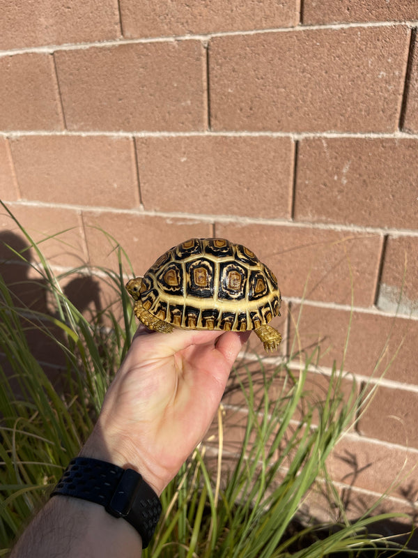 Leopard Tortoise #H1