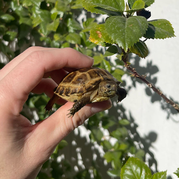 Russian Tortoise #R2