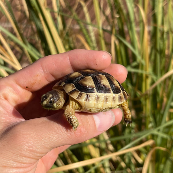 Marginated Tortoise #M2