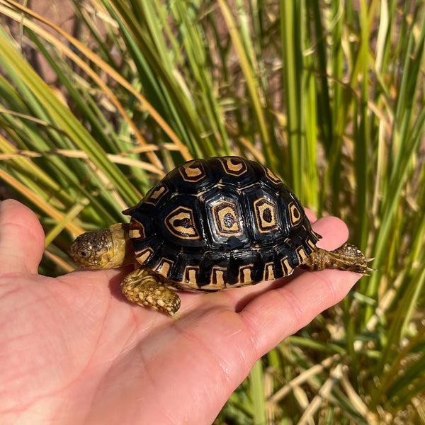 Leopard Tortoise (Pardalis Babcocki) Well Started #O2