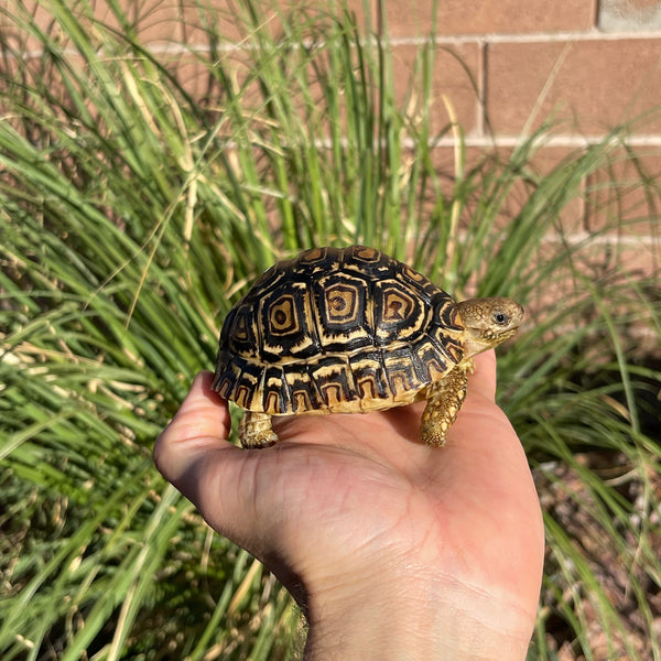 Leopard Tortoise (Pardalis Babcocki) 1 Yr Old #5V