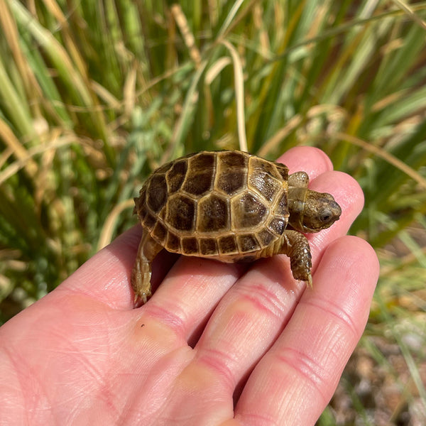 Split Scute Russian Tortoise #0R