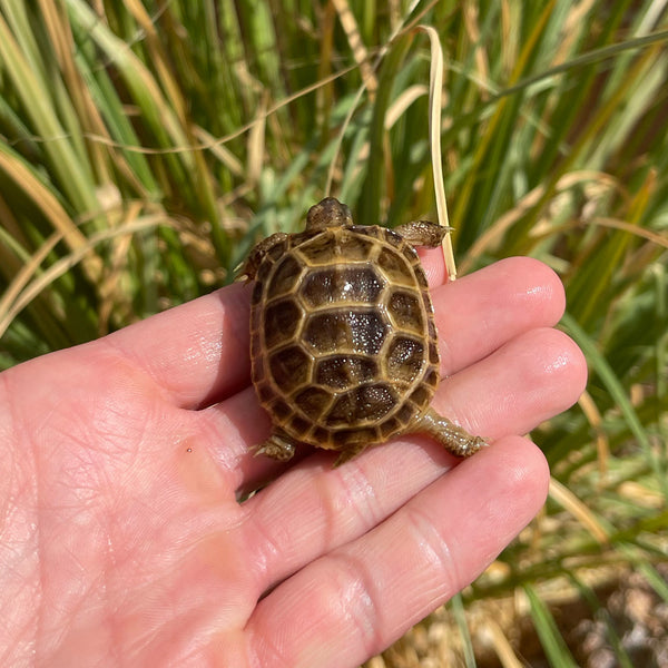 Split Scute Russian Tortoise #0R