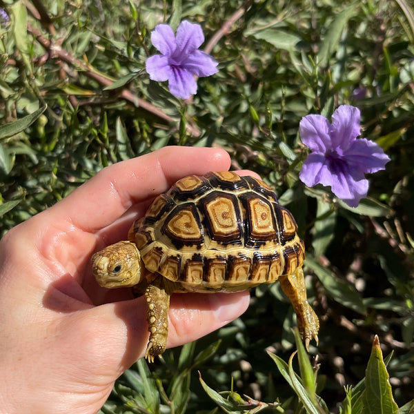 Leopard Tortoise #O5