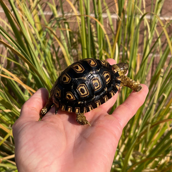 Leopard Tortoise (Pardalis Babcocki) Well Started #O2