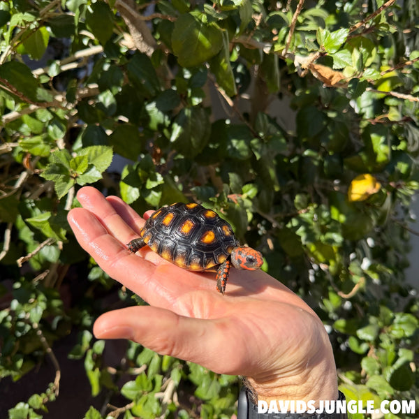 Cherryhead Tortoise #C1