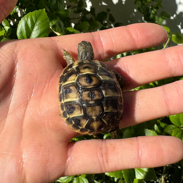 Western Hermann’s Tortoise #W2