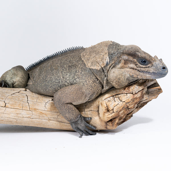 Adult Male Rhino Iguana