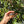 Load image into Gallery viewer, Cherryhead Tortoise #C2
