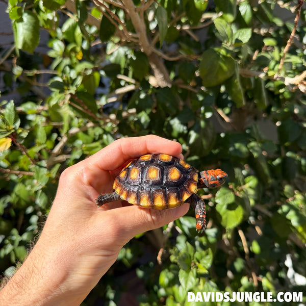 Cherryhead Tortoise #C2