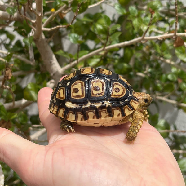 Leopard Tortoise (Pardalis Babcocki) Well Started #2L