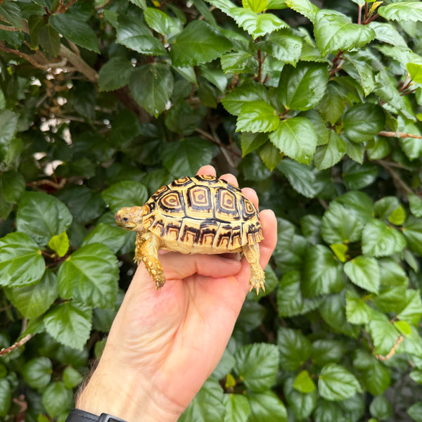 Leopard Tortoise #L2