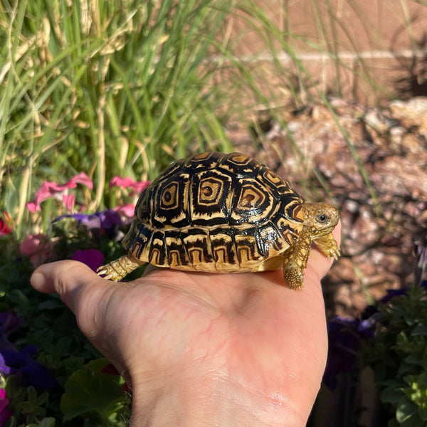 Leopard Tortoise (Pardalis Babcocki) 1 Yr Old #5V