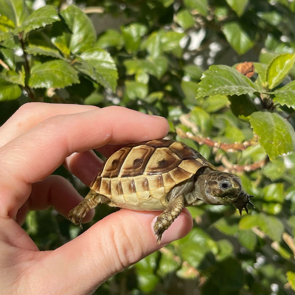 Ibera Greek Tortoise #I2