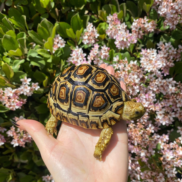 Leopard Tortoise (Pardalis Babcocki)  #L5