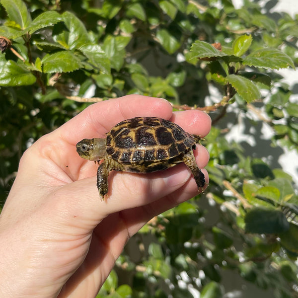 Russian Tortoise #R1