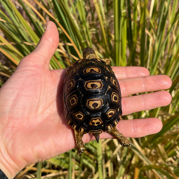 Leopard Tortoise (Pardalis Babcocki) Well Started #O2