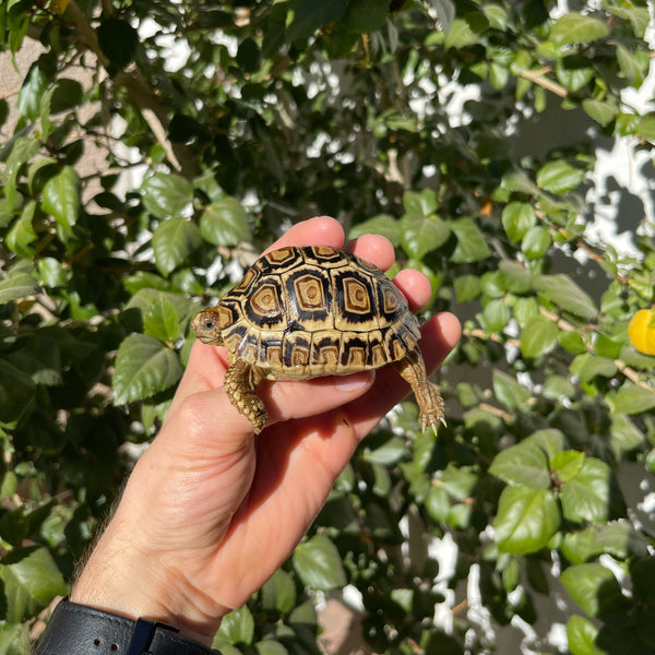 10 Month Old Leopard Tortoise (Pardalis Babcocki) #6B