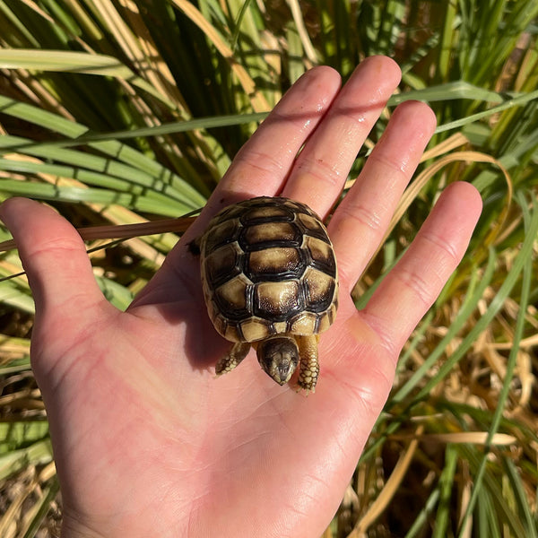 Marginated Tortoise #M2