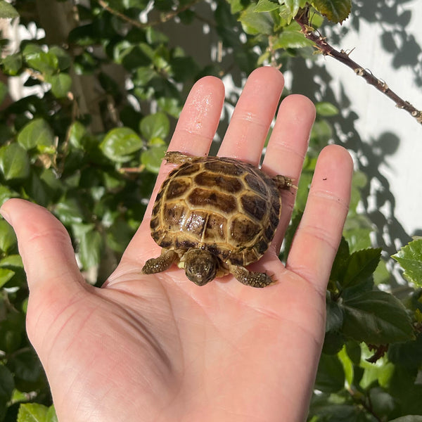 Russian Tortoise #R2