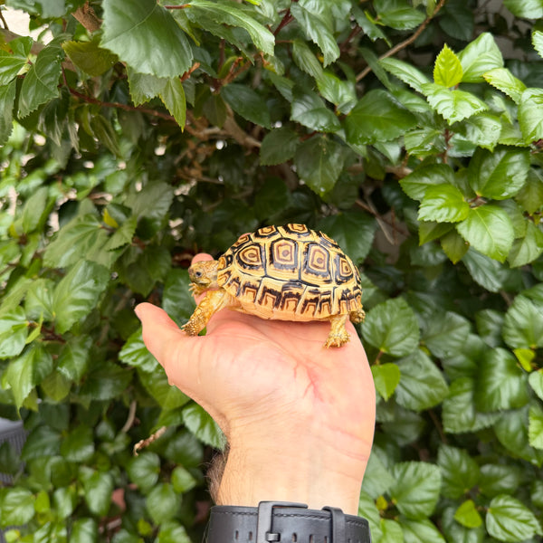 Leopard Tortoise #L2