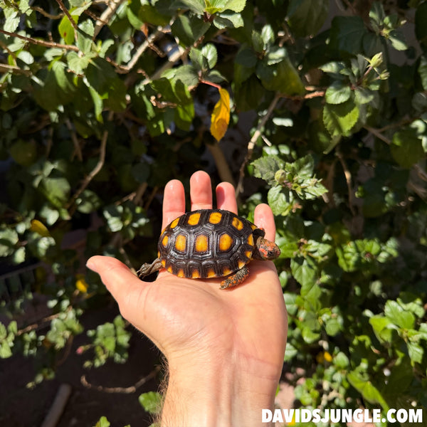 Well Started Cherryhead Tortoise #CO1