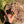 Load image into Gallery viewer, Burmese Star #B2
