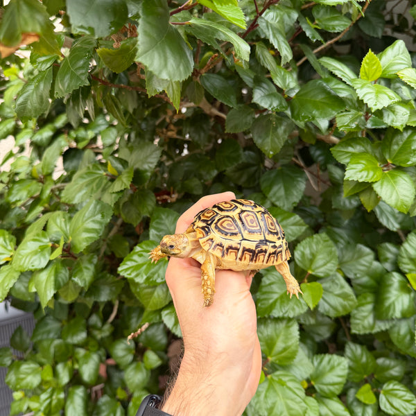 Leopard Tortoise #L2