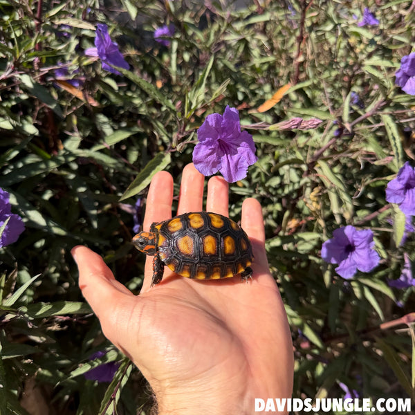 Cherryhead Tortoise #C3