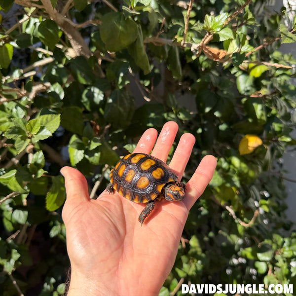 Cherryhead Tortoise #C3