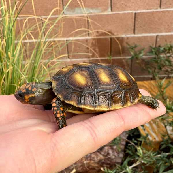 Baby Redfoot Tortoise #ARF1