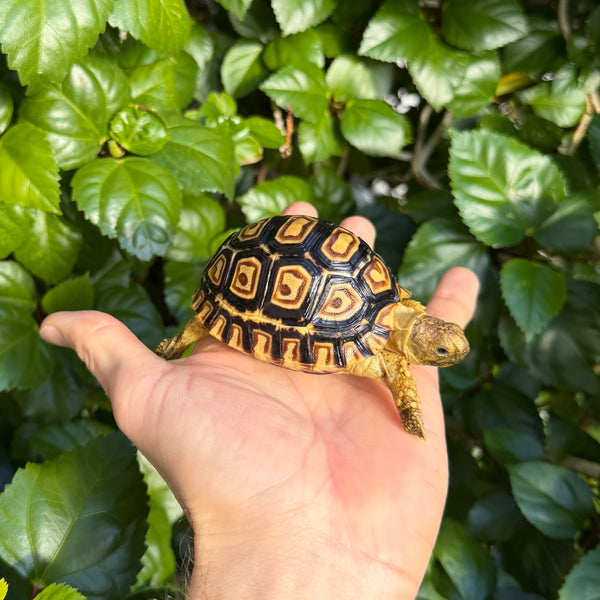 Leopard Tortoise #L1