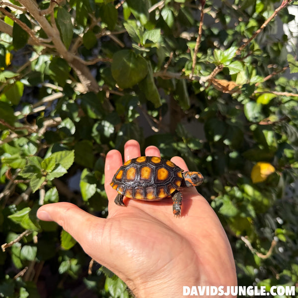 Cherryhead Tortoise #C3