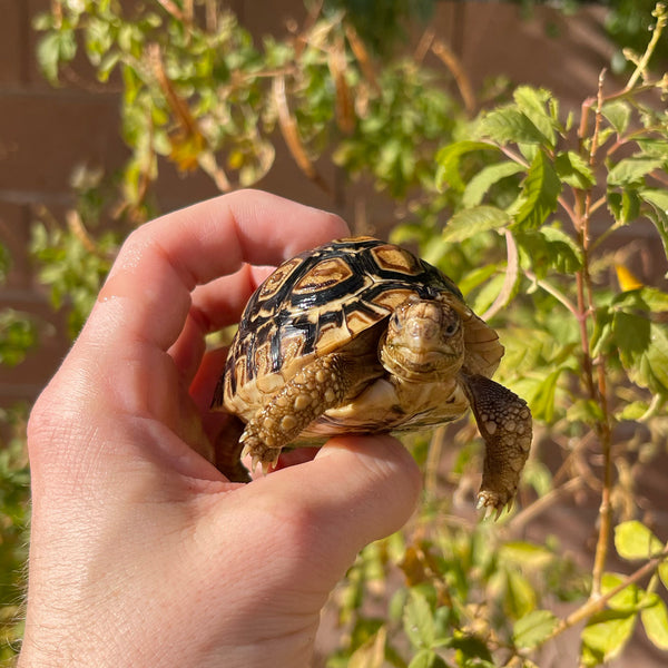 8 Month Old Leopard Tortoise (Pardalis Babcocki) #4B