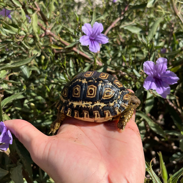 Leopard Tortoise (Pardalis Babcocki) Well Started #O4