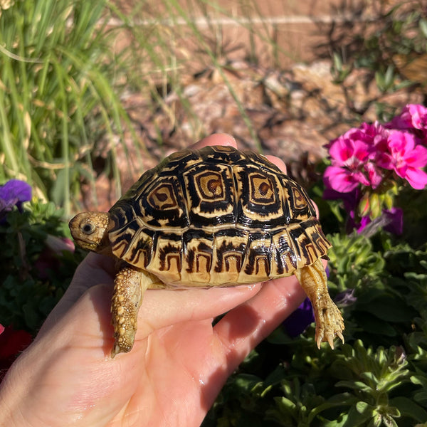 Leopard Tortoise (Pardalis Babcocki) 1 Yr Old #5V